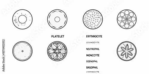 Detailed illustrations of human blood cells platelets erythrocytes leukocytes and more