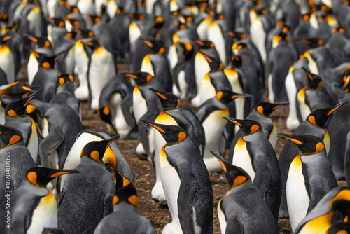 Photography Falkland Islands Volunteer Point King Penguin Colony
