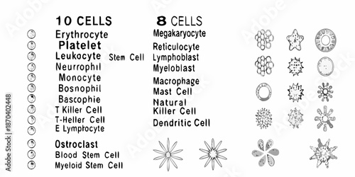 Microscopic view of various blood cells and their distinct morphological characteristics