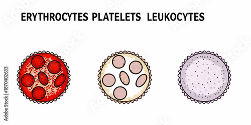 Illustration of blood cells erythrocytes platelets and leukocytes