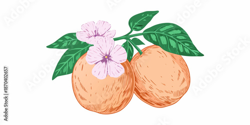 A delicate illustration of apricot fruits and blossoming flowers on a stem