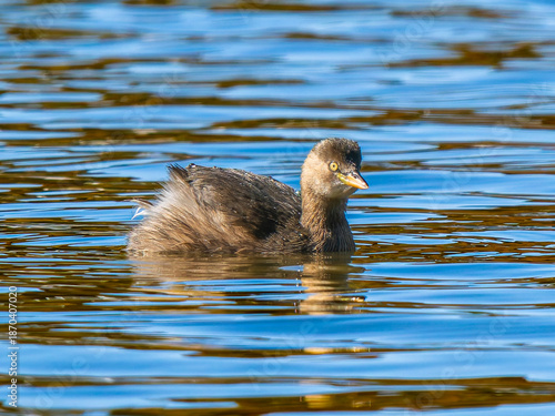 池を泳ぐカイツブリ