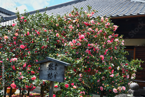 京都　地蔵院（椿寺）五色八重散椿 コピースペースあり（日本京都府京都市）
Kyoto　Jizoin Temple　“Tsubaki-dera” (Camellia Temple) “Goshiki Yae Chiri Tsubaki” copy space available (Kyoto City, Kyoto Prefecture, Japan)