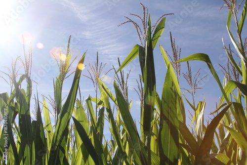 Fotografija Corn stalk leaves and tops