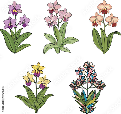 Colorful orchid flowers, tropical botanical plants, exotic floral arrangement, blooming nature art, decorative houseplants, garden blossoms, elegant petals, flat vector illustration