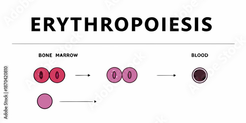 Erythropoiesis process diagram bone marrow to blood cell development stages