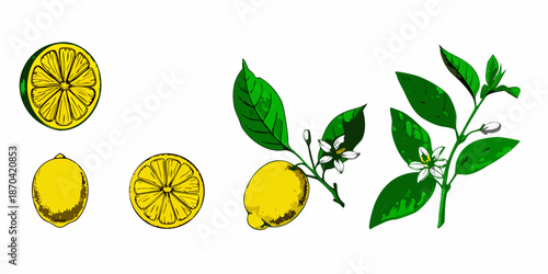 A botanical illustration showcasing lemons in various stages and forms