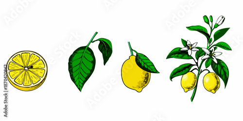 A botanical illustration showcasing lemons leaves blossoms and a sliced fruit