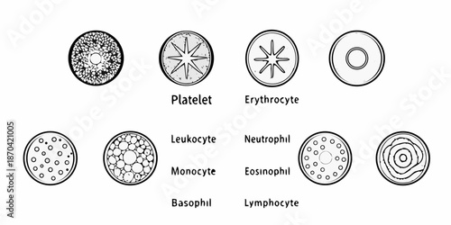 Illustrative depiction of various blood cells including platelets erythrocytes and leukocytes