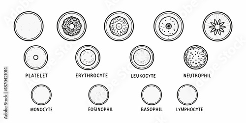 Illustrative depiction of various human blood cells and platelet structures