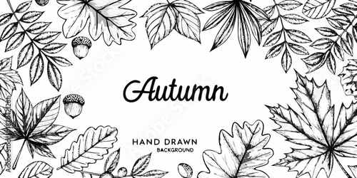 Detailed hand drawn illustration of autumnal leaves and acorns a seasonal design