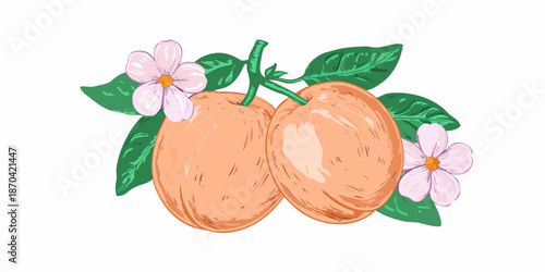 A delightful illustration of two ripe apricots with delicate blossoms and leaves
