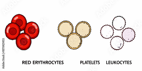 Visualizing blood components erythrocytes platelets and leukocytes depicted in a diagram