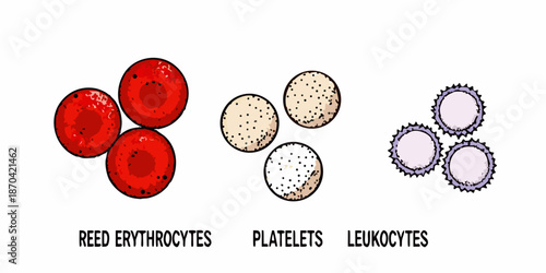 Illustration of human blood cells erythrocytes platelets and leukocytes