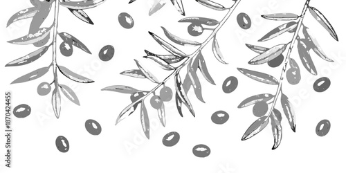 Olive branches with fruit a simple grayscale botanical illustration