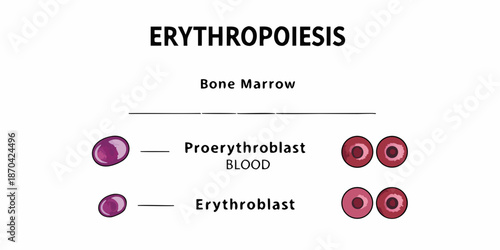 Erythropoiesis process stages of red blood cell development from bone marrow