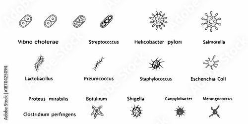 Diverse bacterial shapes and forms a visual guide to microbial morphology
