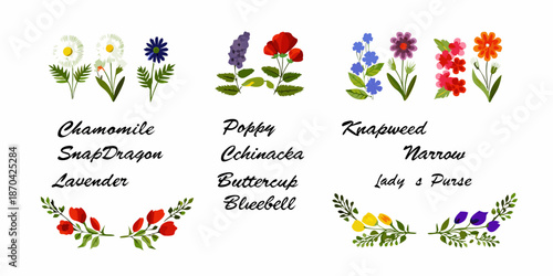 Colorful wildflower illustrations depicting various blooms and their respective names