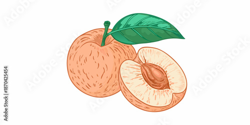Illustration of a whole and sliced apricot with a leaf detailed texture