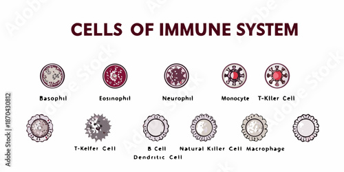 Illustrative depiction of various cells composing the human immune system
