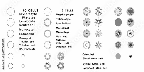 Illustrative depiction of various blood cell types and their morphological characteristics