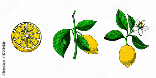 A botanical illustration displaying lemons leaves and a delicate blossom