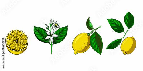 A botanical illustration featuring lemons blossoms and vibrant green leaves
