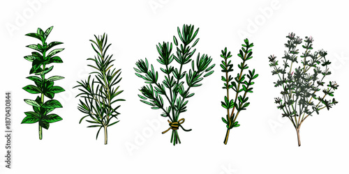 A watercolor illustration displaying various types of fresh green herbs