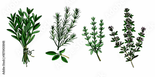 A botanical illustration showcasing sprigs of rosemary thyme and other herbs