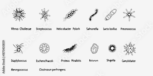 Illustrations of various bacteria species and their distinct morphological structures