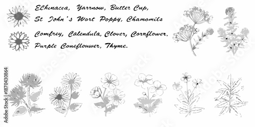 Vintage botanical illustration displaying various wildflowers and medicinal plant sketches