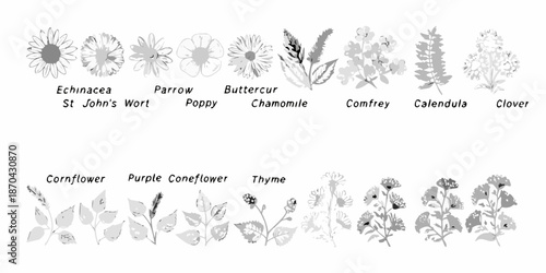 Botanical illustration displaying various wildflowers and herbaceous plants in monochrome