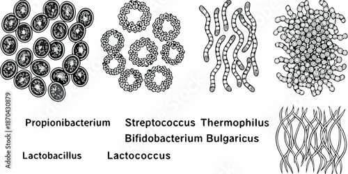 Microscopic view of various bacterial arrangements cocci bacilli and streptococci