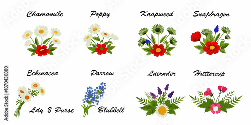 Illustrations of various colorful wildflowers including chamomile poppy and snapdragon