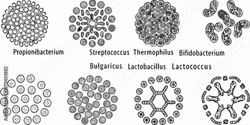 Microscopic view of various bacterial cell shapes and arrangements