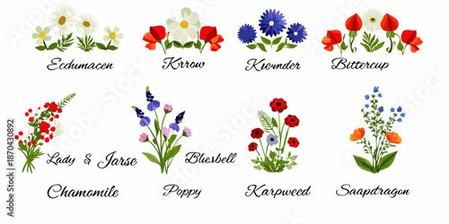 A colorful collection of various wildflower illustrations with their names labeled