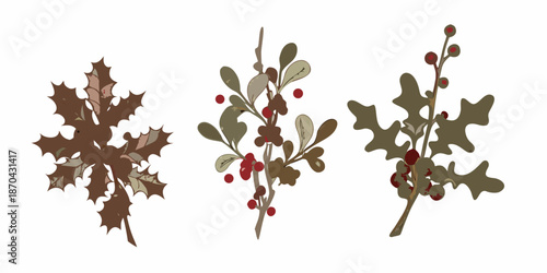Illustrative botanical study of holly berries and leafy branches with varying colors