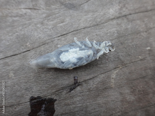 a parasite found on the back of a round herring