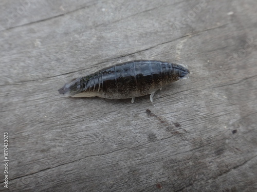 a parasite found on the back of a round herring