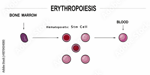 Erythropoiesis A visual depiction of red blood cell development from bone marrow