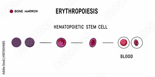 Erythropoiesis process illustration from bone marrow stem cell to mature blood cell