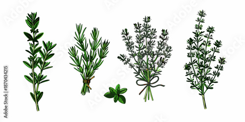 A botanical illustration showcasing various fragrant herbs and a single clover leaf