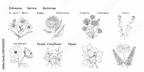 Vintage botanical illustration showcasing various wildflowers and medicinal plants
