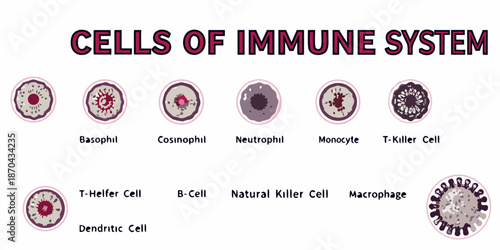 Visual guide to various cells found within the human immune system