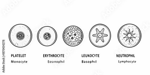 Detailed illustrations of human blood cells platelets erythrocytes leukocytes and neutrophils