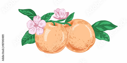 A vintage style illustration of two apricots with blossoms and green leaves