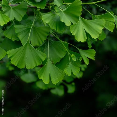 Close-Up of Lush Green Ginkgo Biloba Leaves in Natural Sunlight