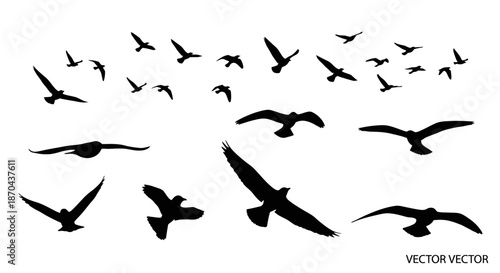 A flock of birds silhouettes flying on a white background, vector image conveys freedom
