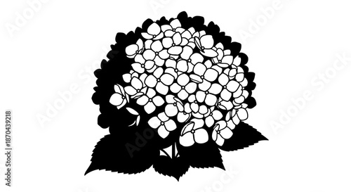 Elegant Silhouette of a Hydrangea Flower Head: A Timeless Botanical Illustration suitable for