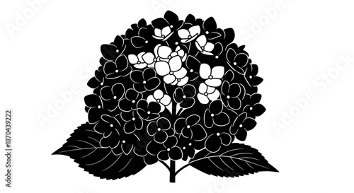 Elegant Black and White Hydrangea Illustration with Delicate Floral Detailing for Design Projects